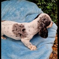 Dachshund (Standard &amp; Miniature) - Both