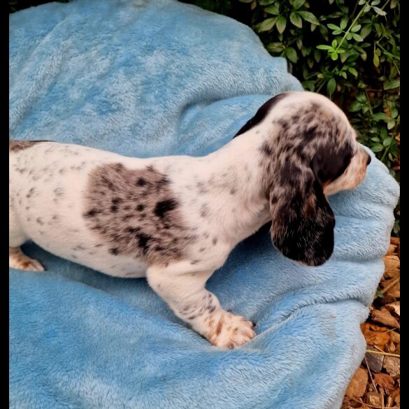 Dachshund (Standard &amp; Miniature) - Both