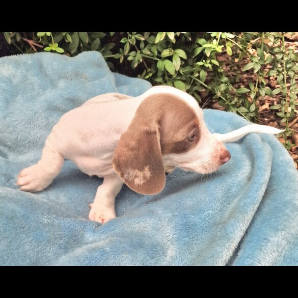 Dachshund (Standard &amp; Miniature) - Both
