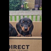 Dachshund (Standard &amp; Miniature) - Both