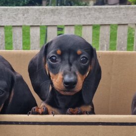 Dachshund (Standard &amp; Miniature) - Both