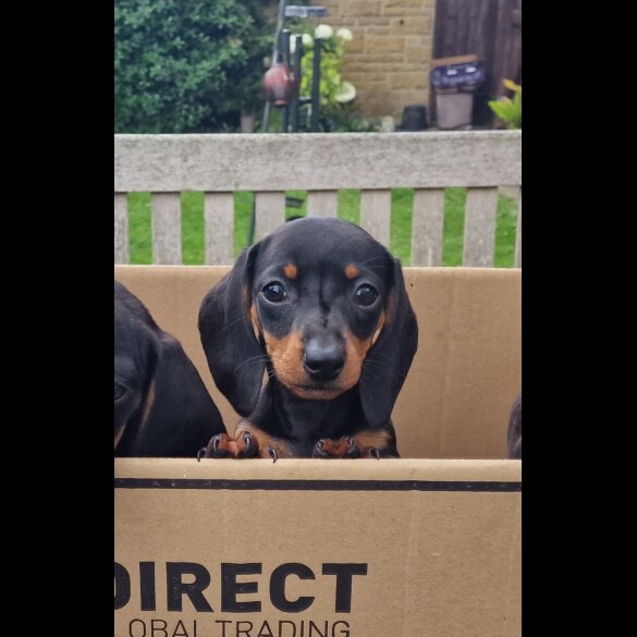 Dachshund (Standard &amp; Miniature) - Both