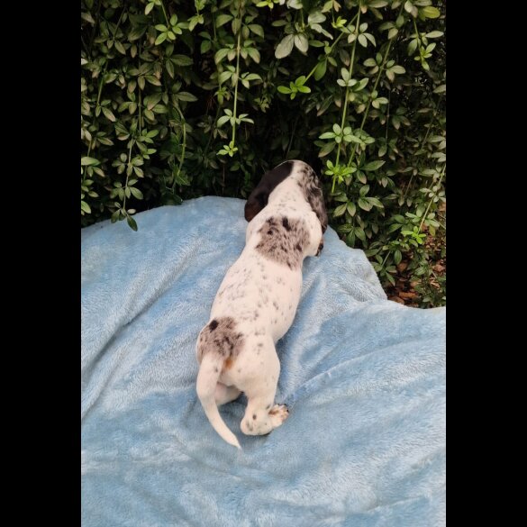 Dachshund (Standard &amp; Miniature) - Both