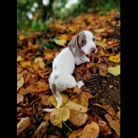 Dachshund (Standard &amp; Miniature) - Both
