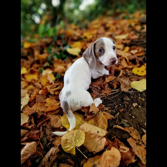 Dachshund (Standard &amp; Miniature) - Both