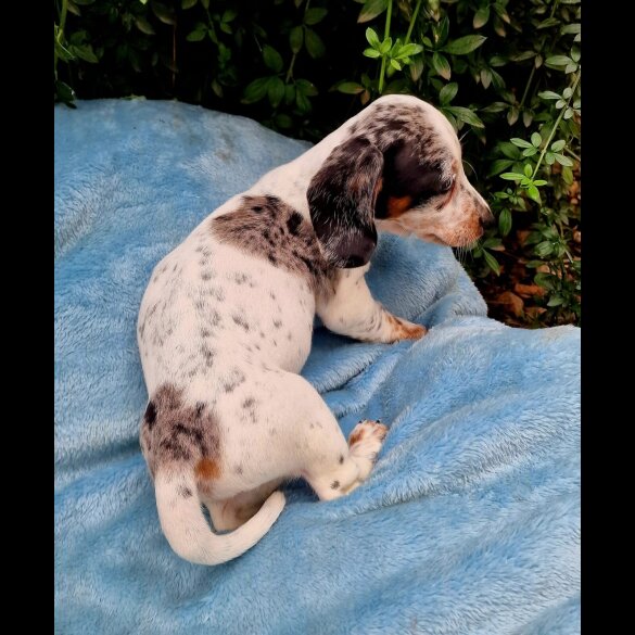 Dachshund (Standard &amp; Miniature) - Both