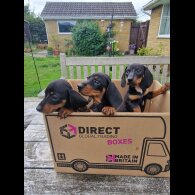 Dachshund (Standard &amp; Miniature) - Both