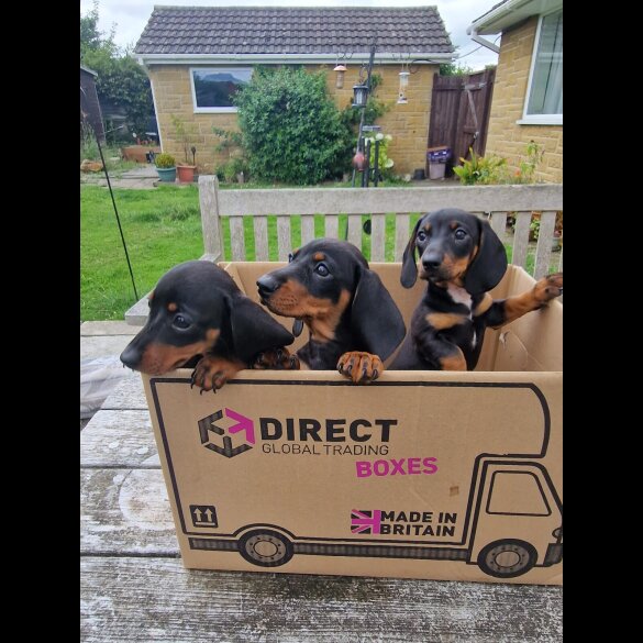 Dachshund (Standard &amp; Miniature) - Both