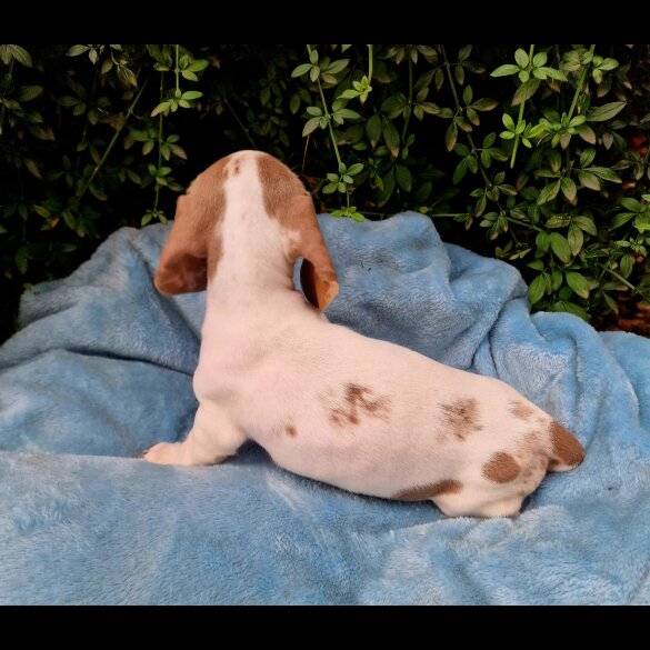 Dachshund (Standard &amp; Miniature) - Both
