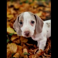 Dachshund (Standard &amp; Miniature) - Both