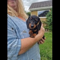 Dachshund (Standard &amp; Miniature) - Both