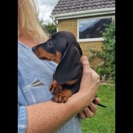 Dachshund (Standard &amp; Miniature) - Both