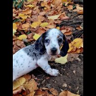 Dachshund (Standard &amp; Miniature) - Both