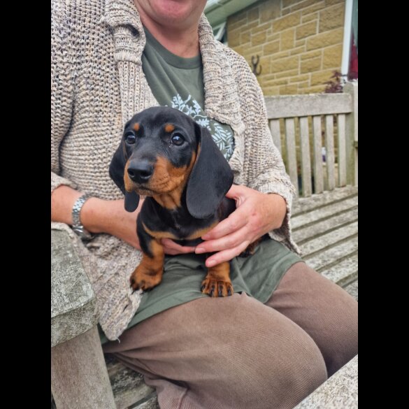 Dachshund (Standard &amp; Miniature) - Both