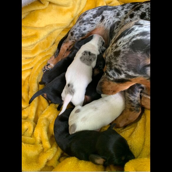 Dachshund (Standard &amp; Miniature) - Both
