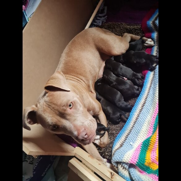 Mixed Breed - Both