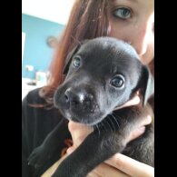 Mixed Breed - Both