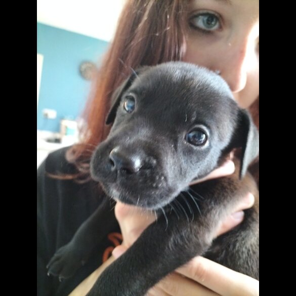 Mixed Breed - Both