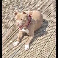 Mixed Breed - Both
