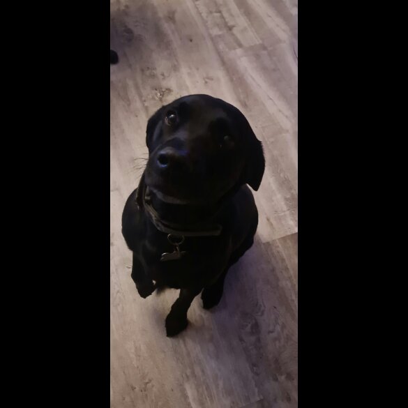 Mixed Breed - Both