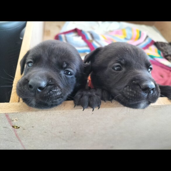 Mixed Breed - Both