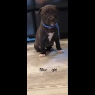 Mixed Breed - Both