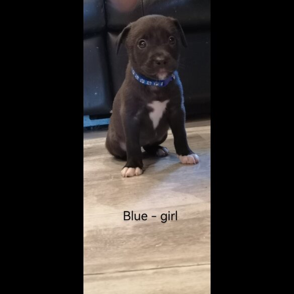 Mixed Breed - Both