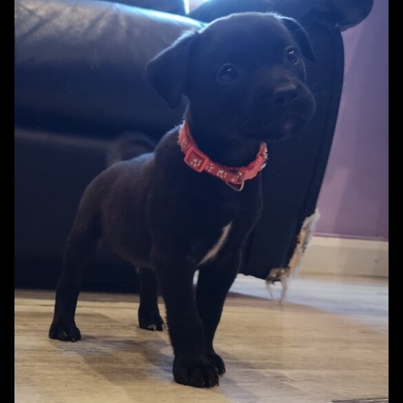 Mixed Breed - Both