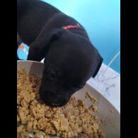Mixed Breed - Both