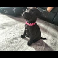 Mixed Breed - Both