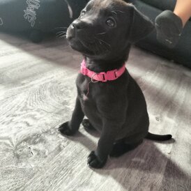 Mixed Breed - Both
