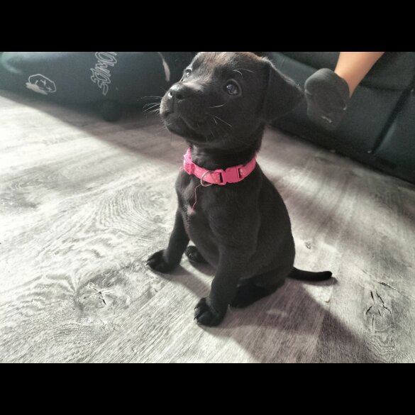 Mixed Breed - Both