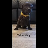 Mixed Breed - Both
