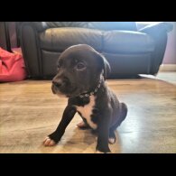 Mixed Breed - Both