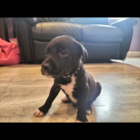 Mixed Breed - Both