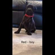 Mixed Breed - Both