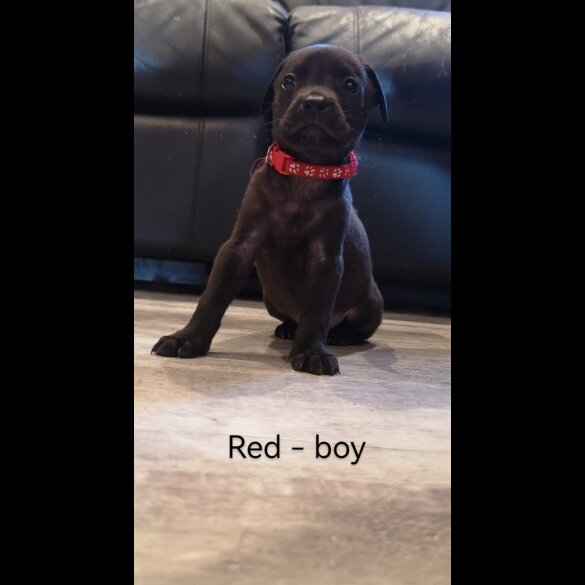 Mixed Breed - Both