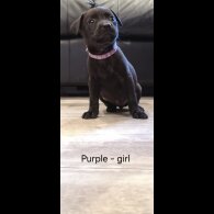 Mixed Breed - Both