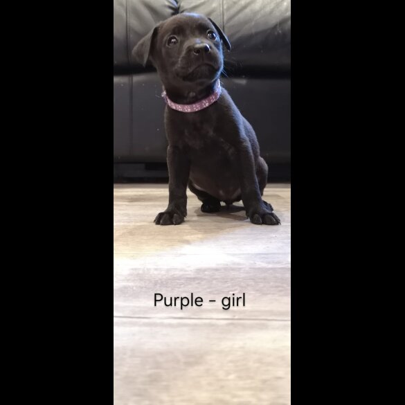 Mixed Breed - Both