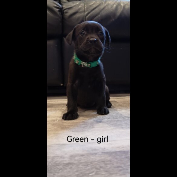 Mixed Breed - Both