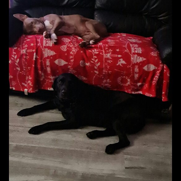Mixed Breed - Both