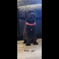 Mixed Breed - Both