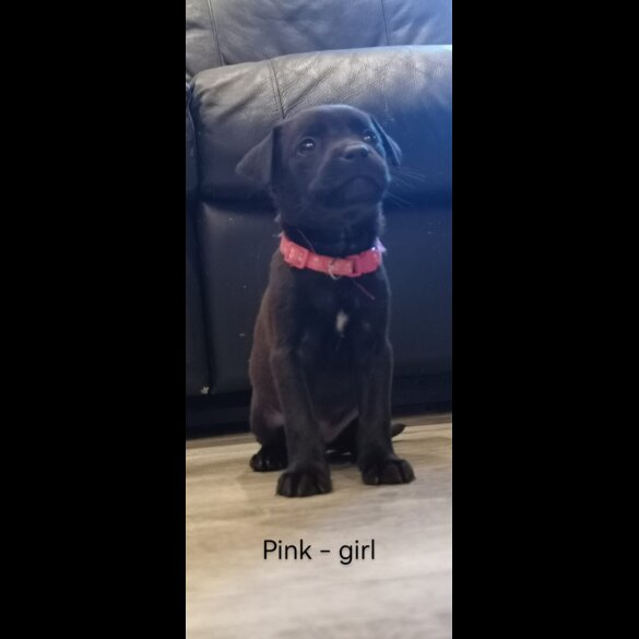 Mixed Breed - Both