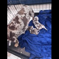 Dachshund (Standard &amp; Miniature) - Bitches