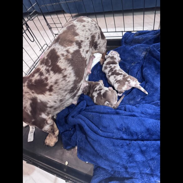 Dachshund (Standard &amp; Miniature) - Bitches