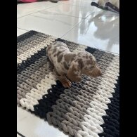 Dachshund (Standard &amp; Miniature) - Bitches