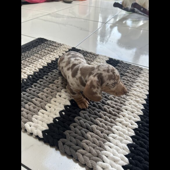 Dachshund (Standard &amp; Miniature) - Bitches