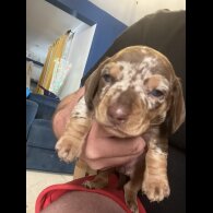 Dachshund (Standard &amp; Miniature) - Bitches