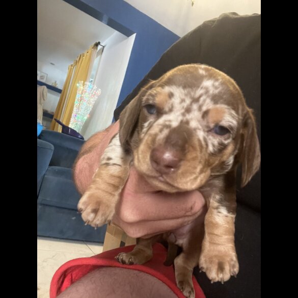 Dachshund (Standard &amp; Miniature) - Bitches