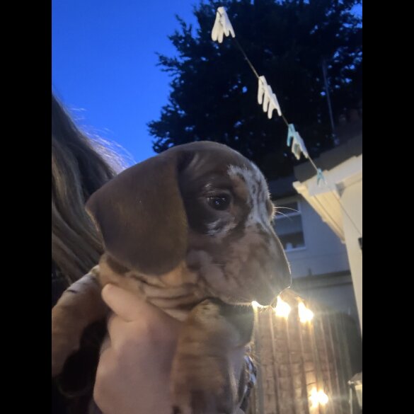 Dachshund (Standard &amp; Miniature) - Bitches